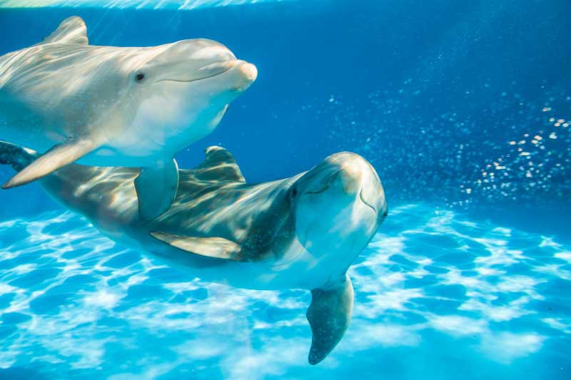 SeaWorld Orlando Dolphin Encounter *Não Inclui a Entrada Para o Parque*